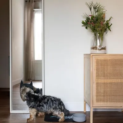 Kleiner Hund mit schwarzer Maske steht vor einem Spiegel auf einer Matte neben einem grauen Futternapf. Dekorativer Schrank und Vase mit Pflanzen im Hintergrund.