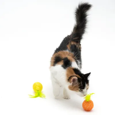 Chat tricolore reniflant une balle orange à plume jaune, une autre balle jaune à plume jaune posée à côté. Jouets pour chat visibles sur fond blanc.