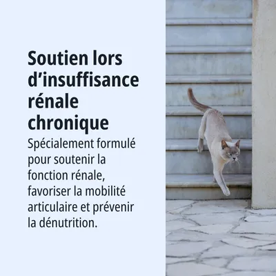 Soutien en cas d’insuffisance rénale chronique, formule spécialement conçue pour soutenir la fonction rénale, la mobilité et prévenir la malnutrition.