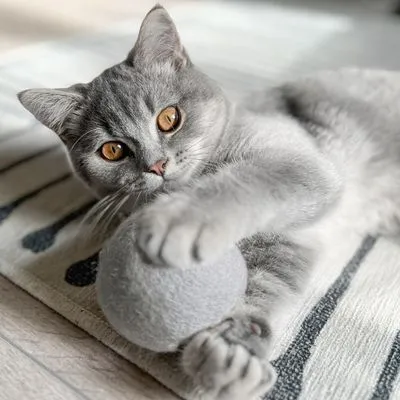 Grijze kat met amberkleurige ogen speelt met een grote grijze bal op een licht vloerkleed met donkere strepen. Materiaal van de bal lijkt vilt.