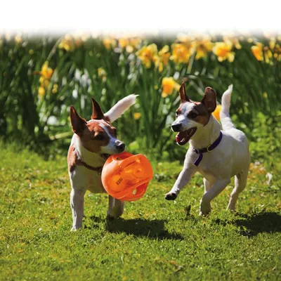 Zwei Hunde spielen mit einem orangefarbenen KONG-Spielzeug auf einer Wiese mit gelben Blumen im Hintergrund.