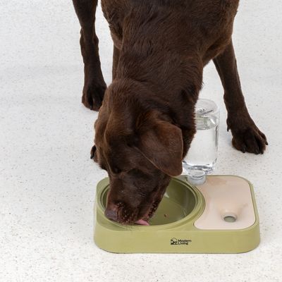 Brun hund dricker ur en grön mat- och vattenskål med integrerad vattenbehållare. Modern Living synlig på skålen.