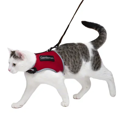 Hvid kat med grå pletter bærer en rød sele med teksten 'Gentleman' og er fastgjort til en line.