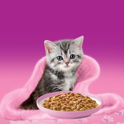 Un jeune chaton est assis devant une gamelle de nourriture humide sur un tapis rose, avec un fond rose.
