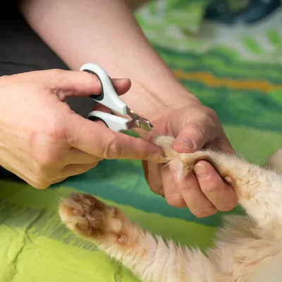Person schneidet die Krallen einer Katze mit einer weissen Krallenschere. Demonstration der Anwendung des Produkts.