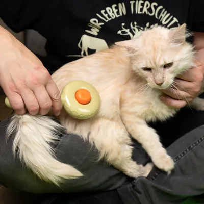 Persoon borstelt een kat met een gele borstel met oranje knop. Demonstratie van het gebruik van een verzorgingsproduct voor huisdieren.