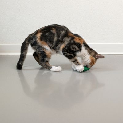 Cat playing with green toy on grey floor.