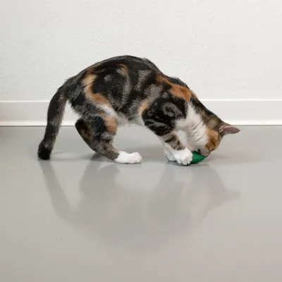 Cat playing with green toy on grey floor.