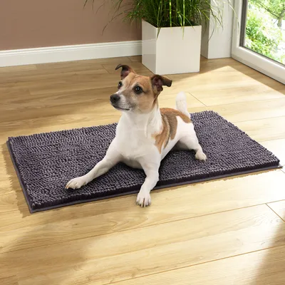 Petit chien blanc et marron allongé sur un tapis rectangulaire en tissu gris foncé, posé sur un sol en bois clair près d'une fenêtre.