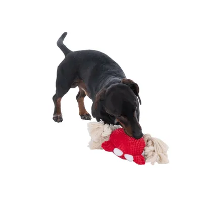 Hund leker med rött leksak av tyg och rep. Leksaken har vita prickar och knutar av beige rep.