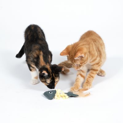 Twee katten spelen met een visvormig stoffen speelgoed met veren en gele franjes.