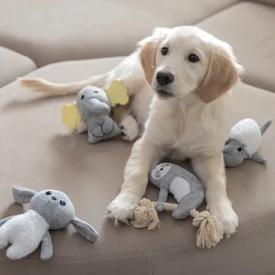 Chiot beige assis sur un canapé avec quatre jouets en peluche gris et blanc en forme d’animaux, dont un éléphant aux oreilles jaunes et un paresseux avec cordelette.