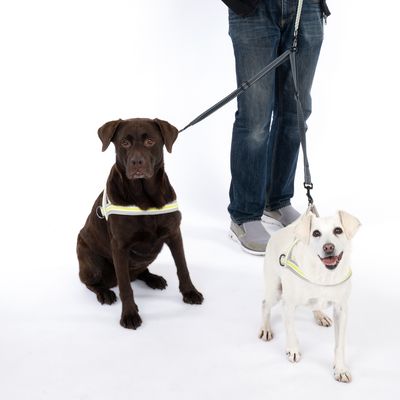 Dwa psy w odblaskowych szelkach i na smyczach, prowadzone przez osobę. Odpowiednie na spacery po zmroku.