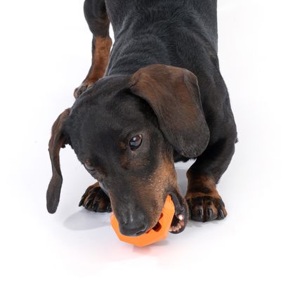 Cane che gioca con un gioco da masticare arancione. Dimostrazione dell'uso del prodotto.