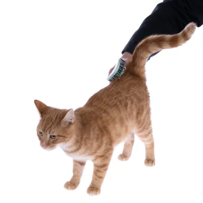 Een hand borstelt de vacht van een oranje kat met een groene borstel. Toont het gebruik van een verzorgingsproduct voor huisdieren.