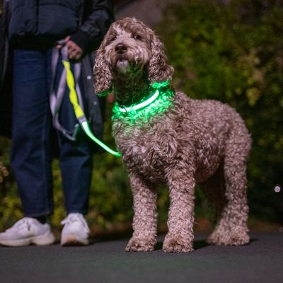 Chien avec collier et laisse lumineux verts, tenus par une personne lors d’une promenade nocturne. Collier et laisse éclairés visibles dans l’obscurité.