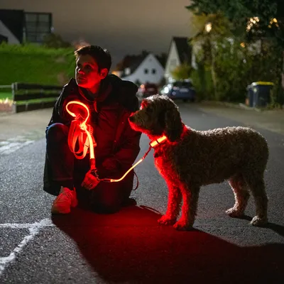 Chien en laisse lumineuse rouge avec harnais assorti, visible la nuit sur une route. Laisse et harnais émettent une lumière LED pour améliorer la visibilité lors des promenades nocturnes.