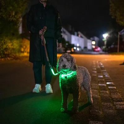 Hund mit leuchtendem grünen Halsband bei Nacht, geführt von einer Person auf einer dunklen Strasse.