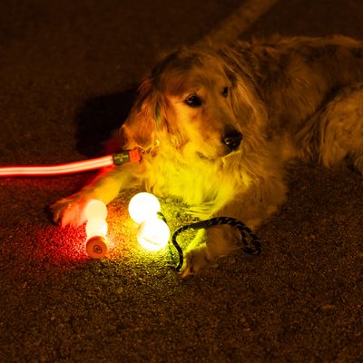 Cane con collare luminoso e due palline LED luminose, una rossa e una gialla, su una corda, adatto per visibilità al buio.
