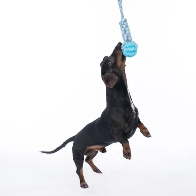Hund spielt mit blauem Kauspielzeug aus Seil, das in der Luft gehalten wird.