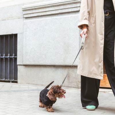 Person führt einen kleinen Hund an einer ausziehbaren Leine spazieren. Der Hund trägt ein schwarzes Outfit.