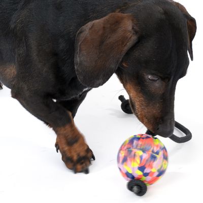 Hond speelt met een kleurrijke bal van stof en touw. Product toont interactief gebruik voor huisdieren.