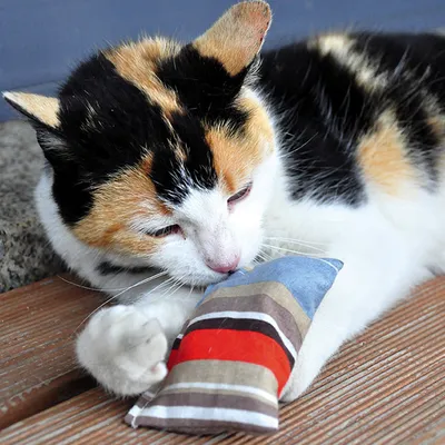 Kat met een gestreept kussentje in rood, blauw, bruin en beige op houten vloer. Kussenmateriaal: stof. Merknaam niet zichtbaar.
