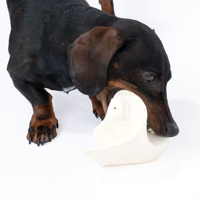 Cane che morde un gioco da masticare bianco. Dimostrazione dell'utilizzo del prodotto.