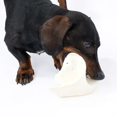 Chien noir et marron tenant un jouet à mâcher blanc en forme de spirale dans sa gueule, sur fond blanc. Le matériau du jouet semble être du plastique ou du caoutchouc.