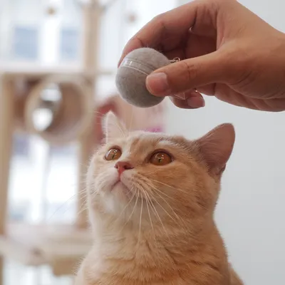 Hand hält graues Katzenspielzeug in Kugelform, während eine orangefarbene Katze aufmerksam darauf schaut.