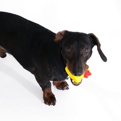 Czarny pies trzyma w pysku żółtą zabawkę w kształcie kury. Produkt pokazuje użycie zabawki dla psa.