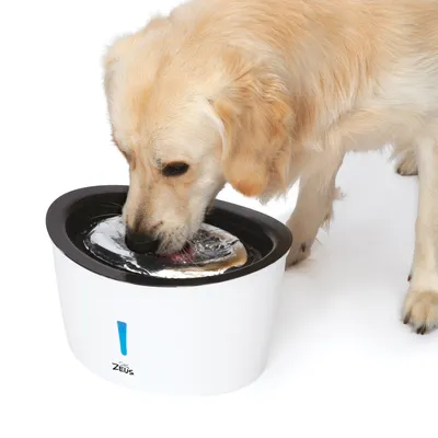 Dog drinking from Zeus drinking fountain with white housing and black rim. Visible water in the fountain.
