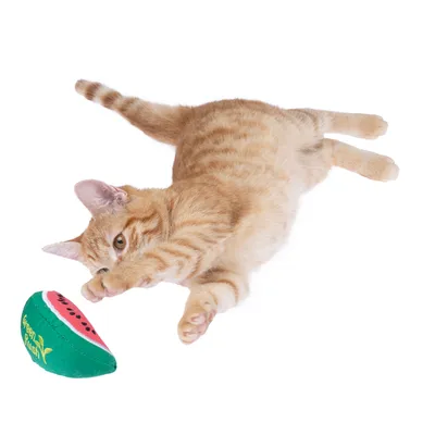 Rote Katze spielt mit einem grünen Katzenspielzeug in Form einer Wassermelone, beschriftet mit 'Green Rush'.