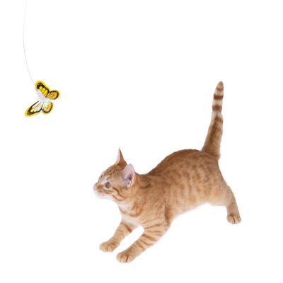 Gato rojo juega con un juguete de mariposa amarillo atado a una cuerda.