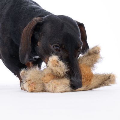 Câine negru se joacă cu o jucărie de pluș maro în formă de animal.