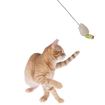 Rudy kot bawi się wędką, do której przymocowana jest zabawka z tkaniny w kształcie myszy.