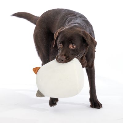 Brauner Hund spielt mit einem weissen Spielzeug in Fischform. Demonstration der Nutzung eines Haustierspielzeugs.