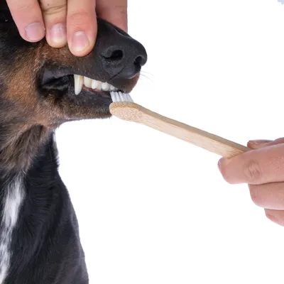 Demonstration der Zahnpflege bei einem Hund mit einer Bambuszahnbürste. Hände halten das Maul des Hundes und führen die Bürste an die Zähne.