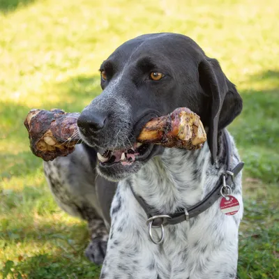 Chien noir et blanc avec un collier, tenant un gros os à mâcher dans la gueule, assis sur l’herbe. Médaille rouge visible sur le collier.