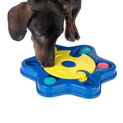 Pies bawi się niebiesko-żółtą interaktywną zabawką z przysmakami w ukrytych przegródkach.