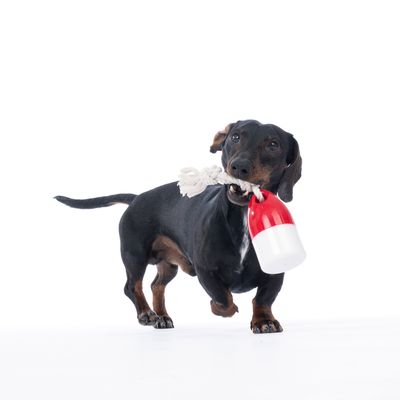 Cane che gioca con un gioco rosso e bianco fissato a una corda.