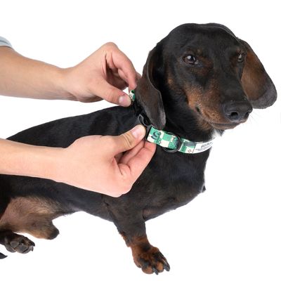 Person befestigt ein grünes Hundehalsband mit Clipverschluss an einem schwarzen Dackel. Halsband zeigt Cartoon-Motiv und Text 'High Paw'.