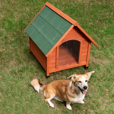 Niche pour chien en bois avec toit vert et entrée en plastique transparent, posée sur de l’herbe. Un chien de taille moyenne à poil court est assis devant la niche.