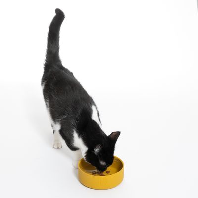 Sort-hvid kat spiser af en gul madskål. Skålen har et præget logo på ydersiden.