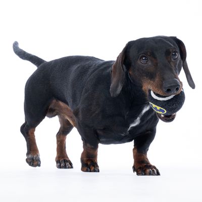 Чёрная собака держит во рту чёрный теннисный мяч с логотипом Batman.