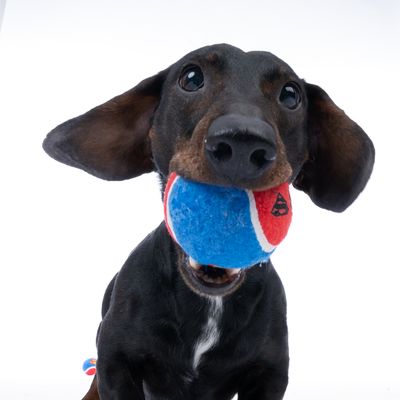 Pes s modro-červeným tenisovým míčkem v tlamě, ukazuje použití hračky pro domácí mazlíčky.