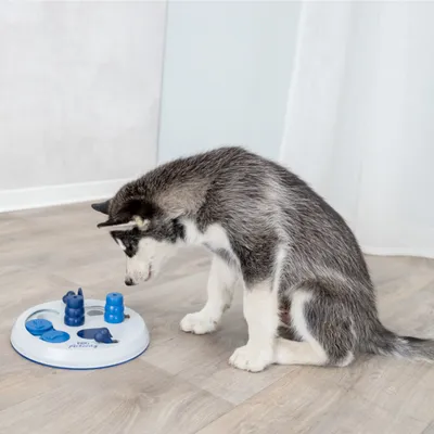 Hund spielt mit einem interaktiven Spielzeug, bestehend aus einer weissen Basis und blauen Elementen zum Herausnehmen. Fördert Geschicklichkeit und Beschäftigung.