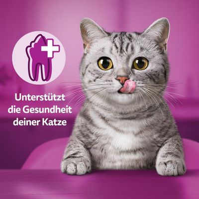Unterstützt die Gesundheit deiner Katze (texte en allemand) à côté d’une icône de dent avec croix médicale, chat gris tigré au premier plan.