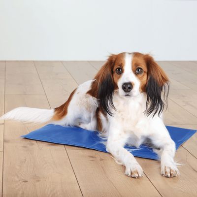 Hund liegt auf einer blauen Kühlmatte auf einem Holzboden. Produkt zur Regulierung der Körpertemperatur sichtbar.