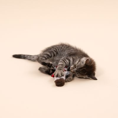 TIAKI игрушка для кошек, енот